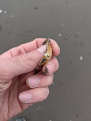 Serripes notabilis