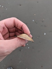 Serripes notabilis