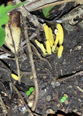 Clavariineae