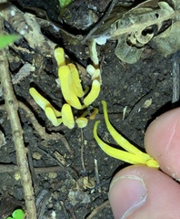 Clavariineae