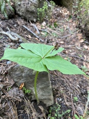 Trillium apetalon