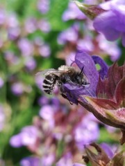 Anthophora quadrimaculata