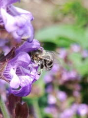 Anthophora quadrimaculata