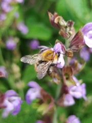 Bombus pascuorum