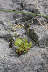 Samolus ebracteatus cuneatus