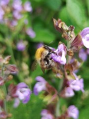 Bombus pascuorum