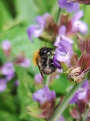 Bombus pascuorum