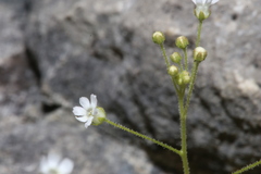 Samolus ebracteatus cuneatus