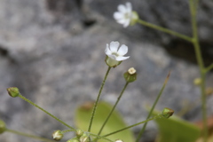 Samolus ebracteatus cuneatus