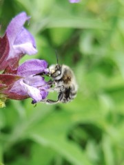 Anthophora quadrimaculata