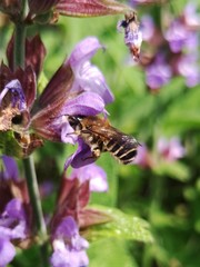 Megachile ericetorum