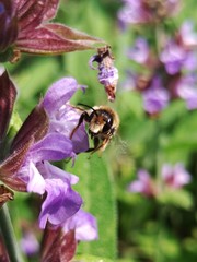Megachile ericetorum