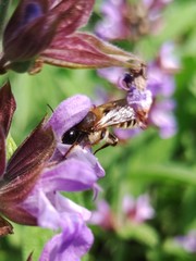 Megachile ericetorum