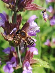 Megachile ericetorum