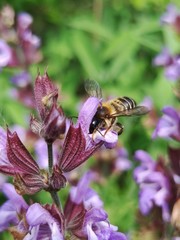 Megachile ericetorum