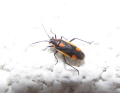 Capsodes