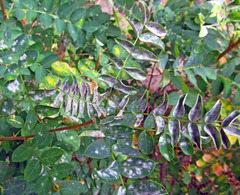 Erysiphe palczewskii