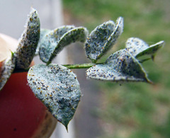 Erysiphe palczewskii
