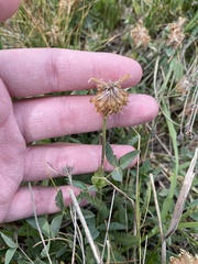 Trifolium longipes
