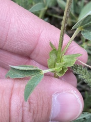 Trifolium longipes
