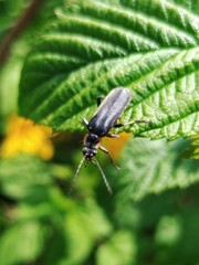 Cantharis obscura