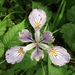 Iris tenax - Photo (c) Morgan Stickrod, algunos derechos reservados (CC BY-NC)