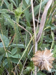 Trifolium longipes