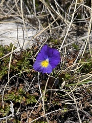 Viola eugeniae