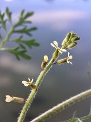 Carrichtera annua