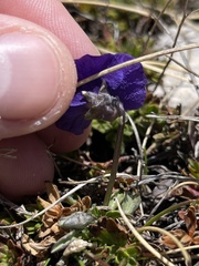 Viola eugeniae