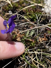Viola eugeniae
