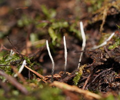 Xylaria filiformis