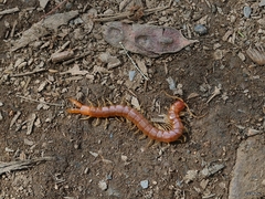 Theatops erythrocephalus