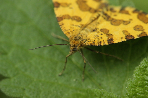 Speckled Yellow
