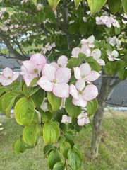 Angiospermae