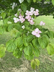 Angiospermae