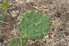 Opuntia leptocarpa