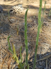 Platanthera elongata