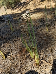 Platanthera elongata
