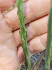 Platanthera elongata