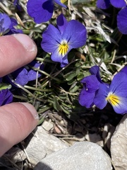 Viola eugeniae