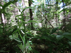 Platanthera macrophylla