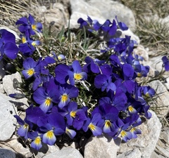Viola eugeniae