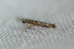 Neurobathra strigifinitella