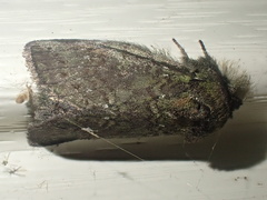 Cecrita