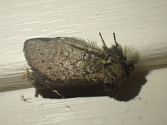 Cecrita