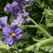 Solanum umbelliferum wallacei - Photo (c) Shaun M. McCoshum, vissa rättigheter förbehållna (CC BY-NC), uppladdad av Shaun M. McCoshum