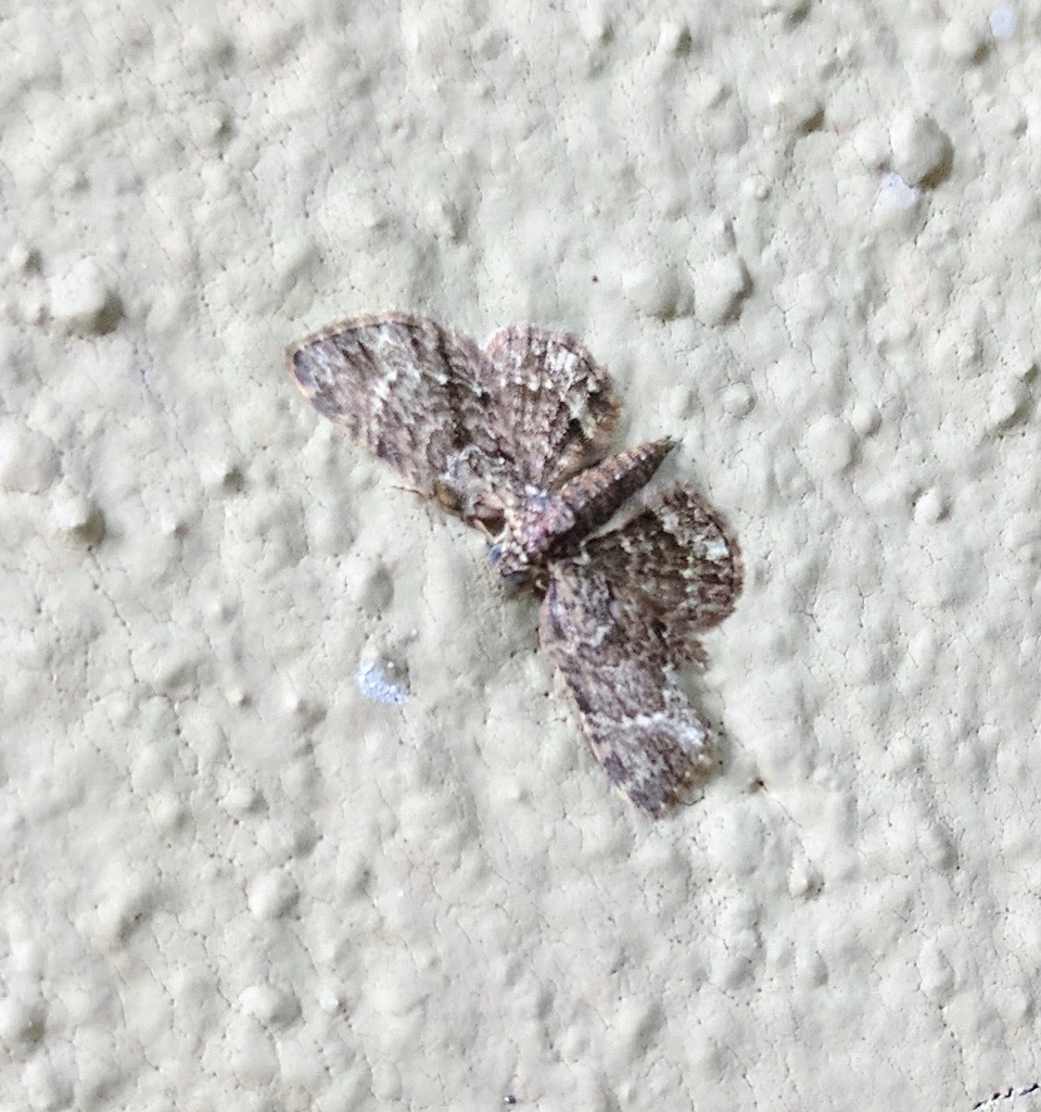 Axinoptera infusata