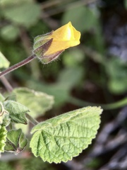Abutilon fraseri