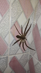 Heteropoda venatoria
